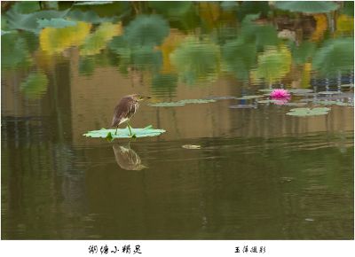 湖塘小精灵