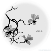 [原创]白玉兰