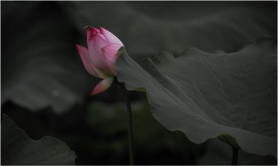 荷-4