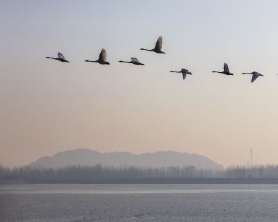济南天桥沉沙湖天鹅6