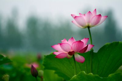 《高洁》