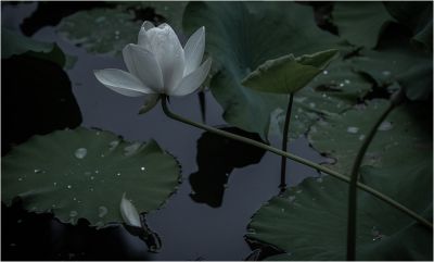 荷-2