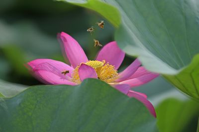 荷香蜂舞