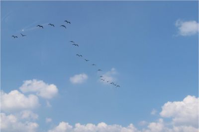黄河入海口，侯鸟天堂。