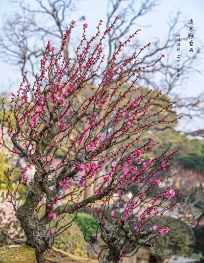 暗香花开