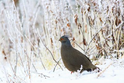 雪中孤影