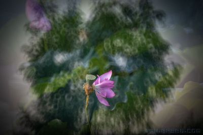 荷花仙子
