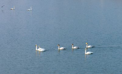 《清湖栖羽》