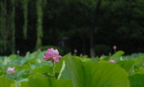 [原创]听雨赏荷