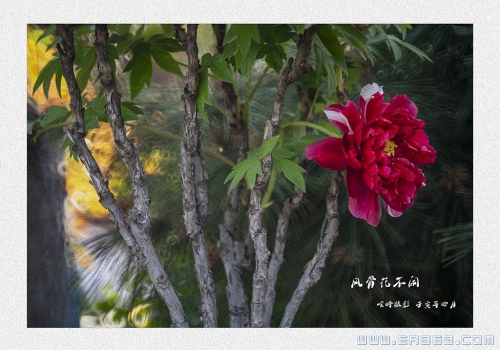 风骨花不闲