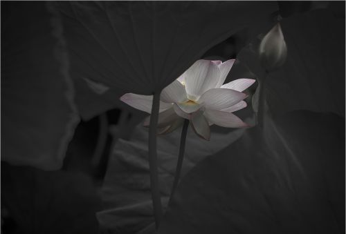 静