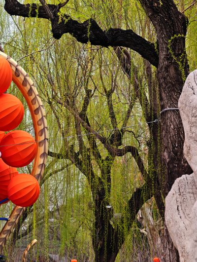 一丝垂柳吐绿芽9