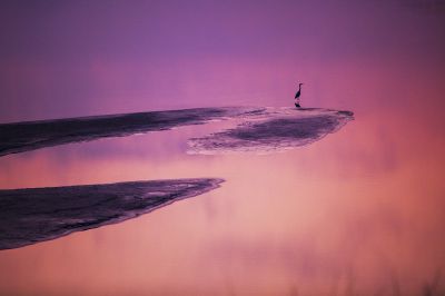 济南黄河鱼鹰 2