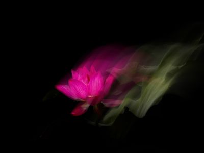 暗夜流芳