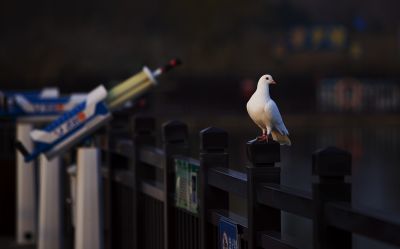 战争与和平