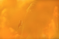 [原创]放歌朝阳里