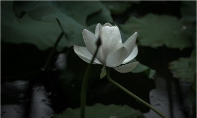 荷-1