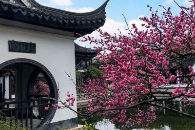 梅影横斜