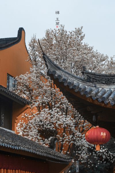 【禅境 | 一花一世界 玉兰花开】