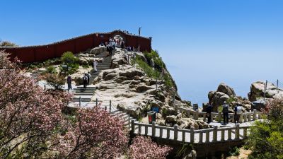 瞻鲁台海棠花开