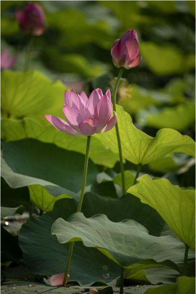 新拍荷花-5