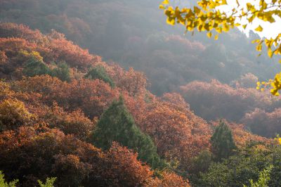 石门坊红叶