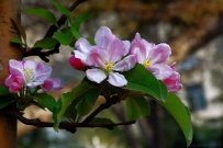 海棠花开