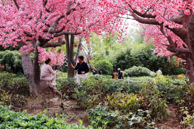 误入桃花深处
