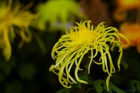 [原创]菊花