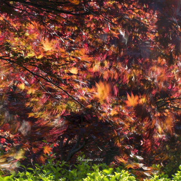 [原创]【春风枫叶红】