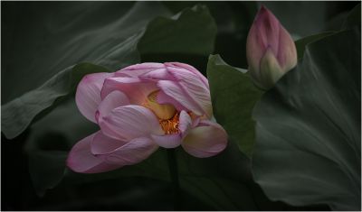 荷-7