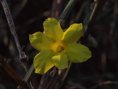 迎春花开了（2025.12.15）