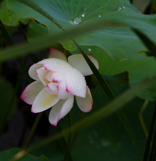《羞涩》